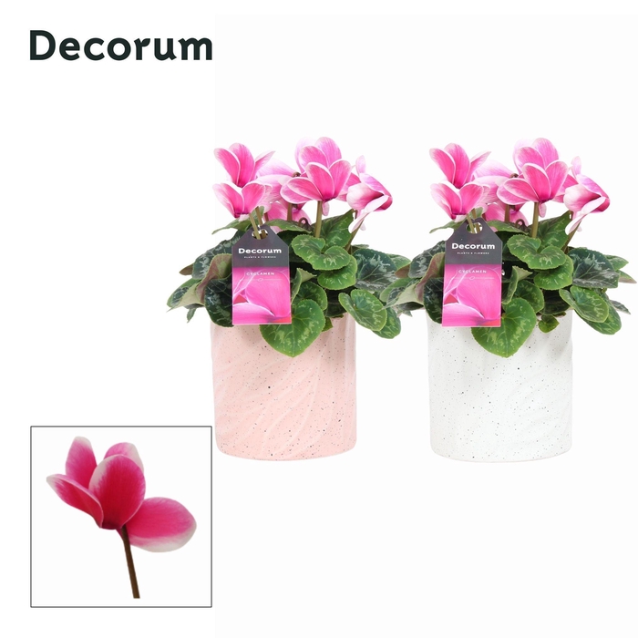 Cyclaam Lovely Moments in Ompot Yara ( Decorum)