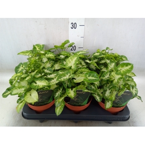 Syngonium  'Pixie'