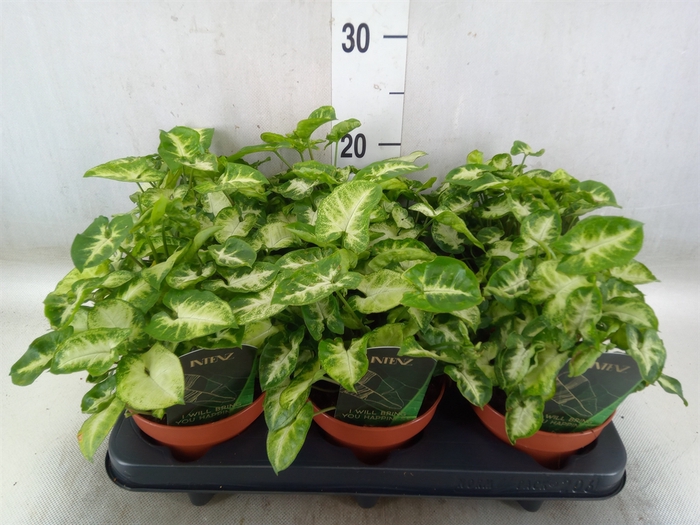 <h4>Syngonium  'Pixie'</h4>
