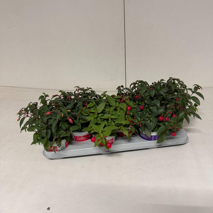 <h4>FUCHSIA B F GEM</h4>