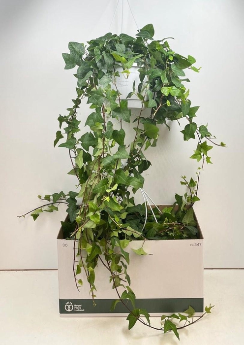 <h4>HED HE MEIN HERZ</h4>