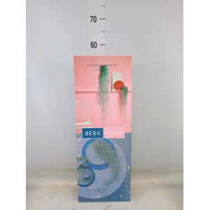 Tillandsia usneoides