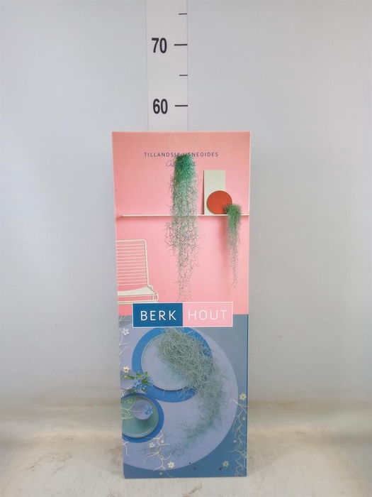 <h4>Tillandsia usneoides</h4>