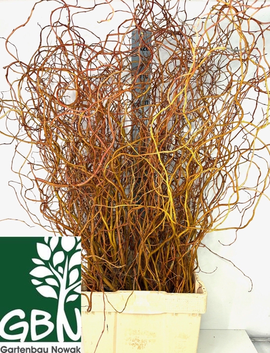 <h4>Salix Ov Bs</h4>