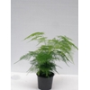 ASPARAGUS SETACEUS P12