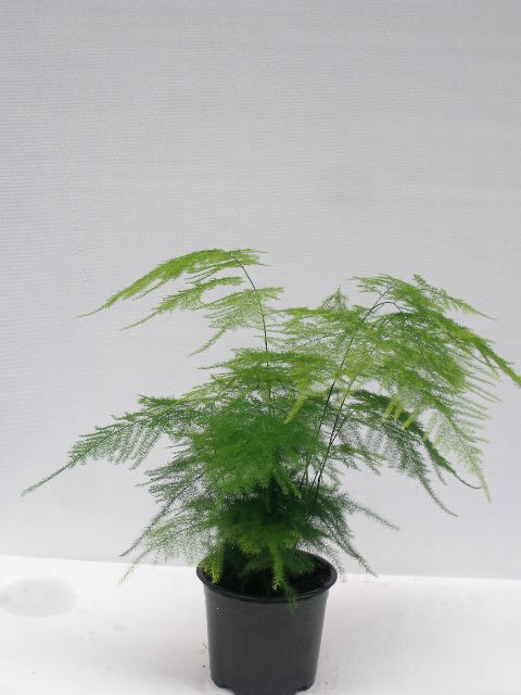 ASPARAGUS SETACEUS P12