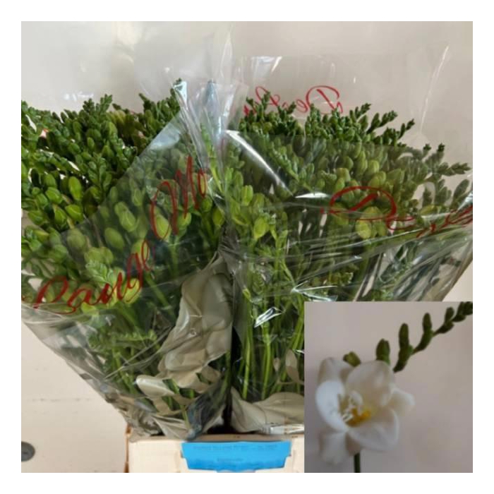 <h4>Fr Du Belleville</h4>