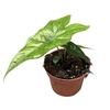 Alocasia