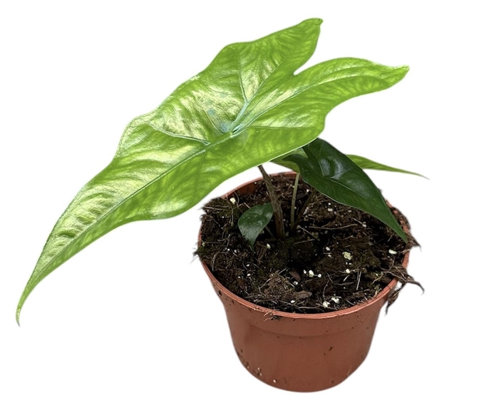 Alocasia