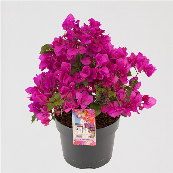<h4>Bougainvillea 'Sanderiana' struik Paars</h4>