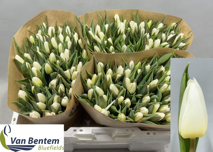 <h4>TU EN WHITE PRINCE</h4>