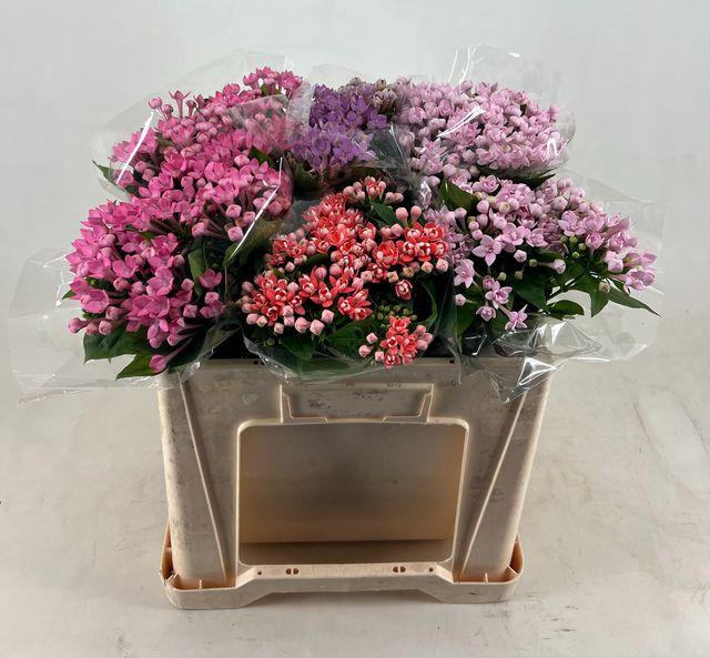 <h4>BOU DU GEM IN FUST</h4>