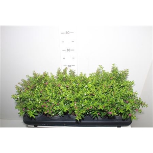 Cuph Hyss Gem In Pot