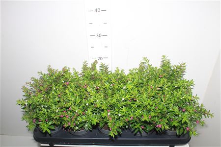 <h4>Cuph Hyss Gem In Pot</h4>
