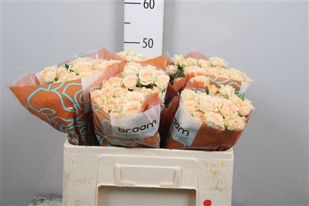 <h4>R Tr Sancerre</h4>