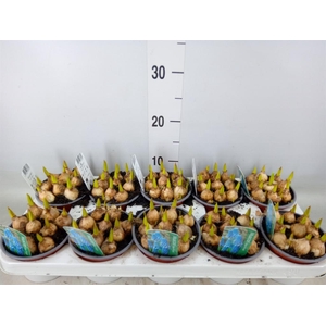 Muscari  'Magic Blue'