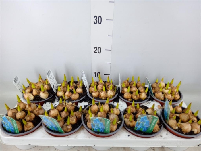 <h4>Muscari  'Magic Blue'</h4>