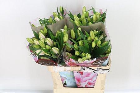 <h4>LI OR DU RL ISABELLA</h4>