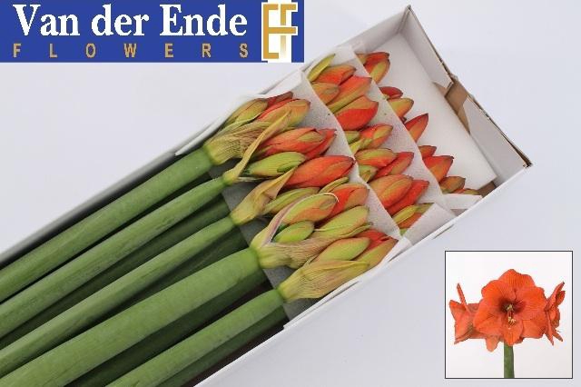 <h4>Hipp Ga Naranja</h4>