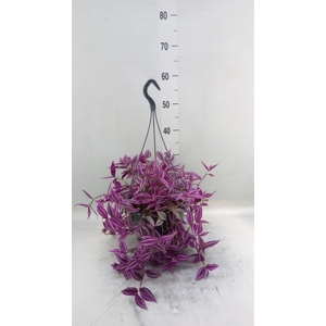 Tradescantia zebr. 'Pink Paradise'