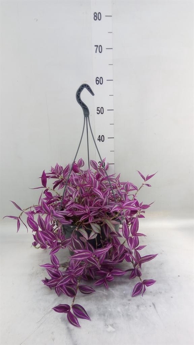 <h4>Tradescantia zebr. 'Pink Paradise'</h4>