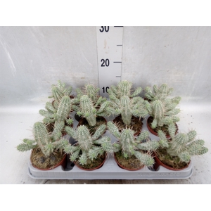 Euphorbia mammillaris