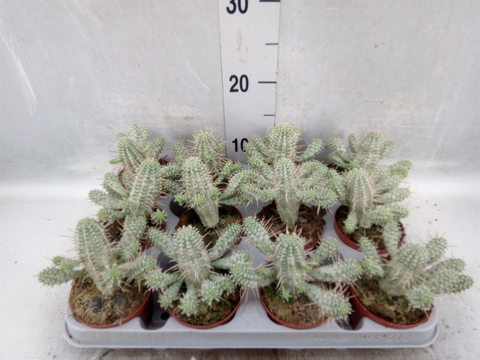 Euphorbia mammillaris