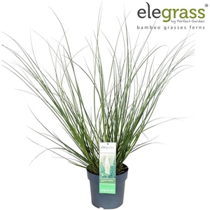 Cortaderia selloana 'Evita' P23