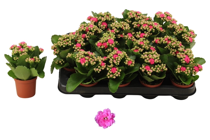 <h4>KAL GE NANDO PINK</h4>