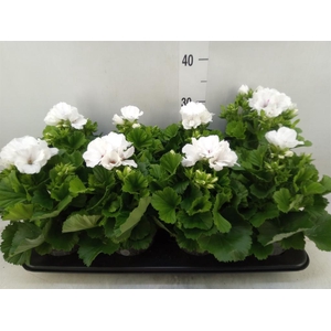 Pelargonium gran.   ..