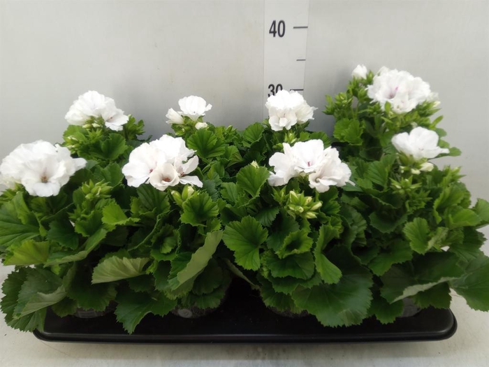 <h4>Pelargonium gran.   ..</h4>