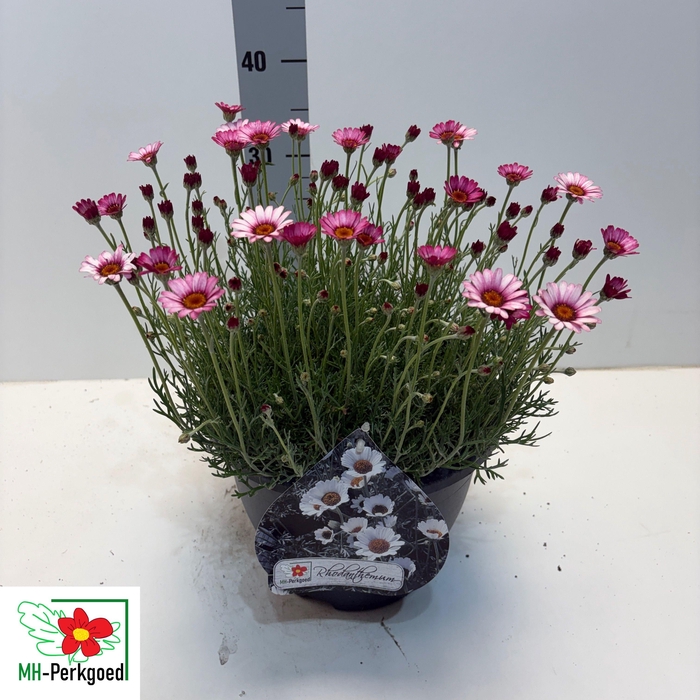 <h4>RHODAN H ZAGORA PINK</h4>
