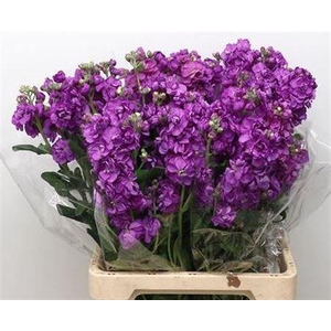 MATTHIOLA IRON PURPLE 45CM