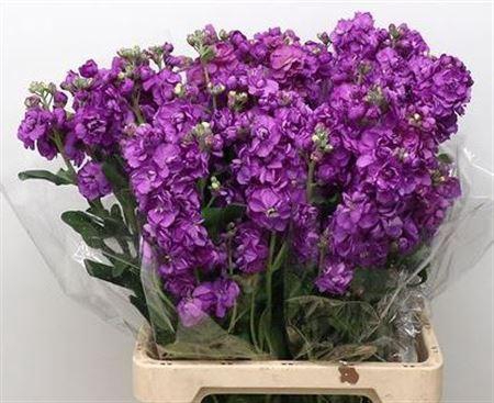 <h4>MATTHIOLA IRON PURPLE 45CM</h4>