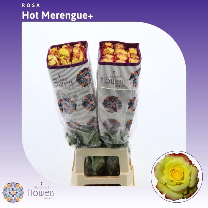 <h4>Rosa gr Hot Merengue+</h4>