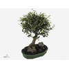 Bonsai 'Zelkova parv.' in ø15cm Ceramic S-Shape with Saucer