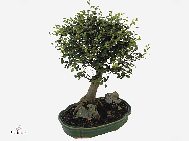 Bonsai 'Zelkova parv.' in ø15cm Ceramic S-Shape with Saucer