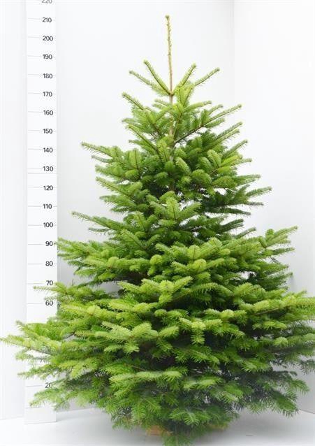 <h4>Abies nordmanniana</h4>