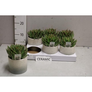 Echeveria Miranda 12Ø 20cm CP