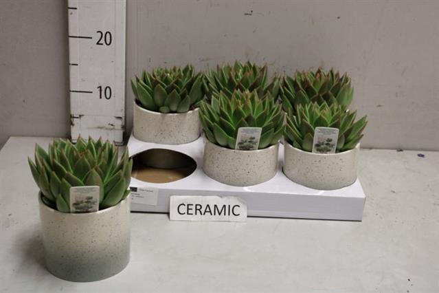 Echeveria Miranda 12Ø 20cm CP