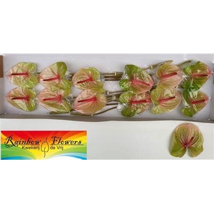 ANTH A AVO DANIELLE X12