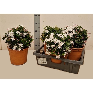 JASM OFFICINALE