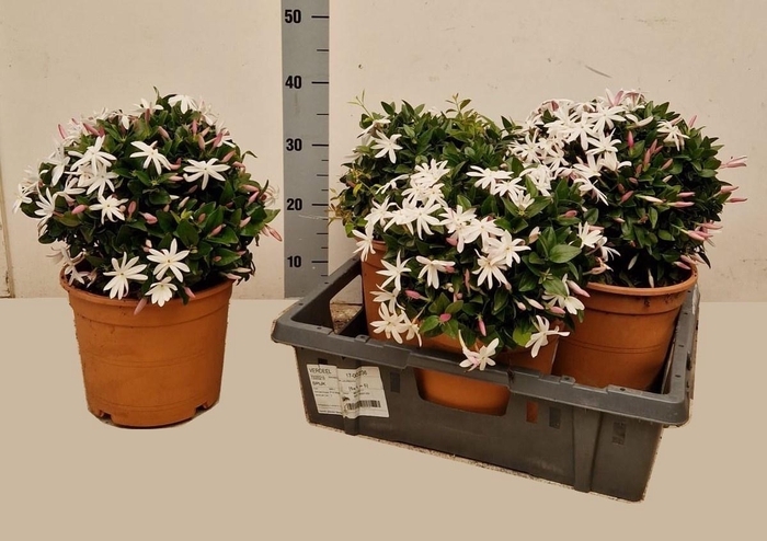 <h4>JASM OFFICINALE</h4>