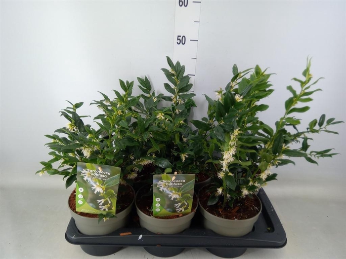 <h4>Sarcococca confusa</h4>