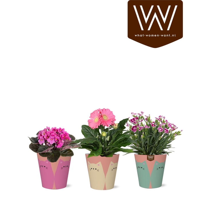 <h4>ARR KAMERPL BLOEI</h4>