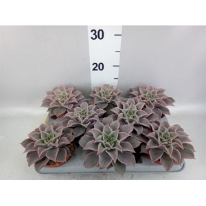 Echeveria   ...