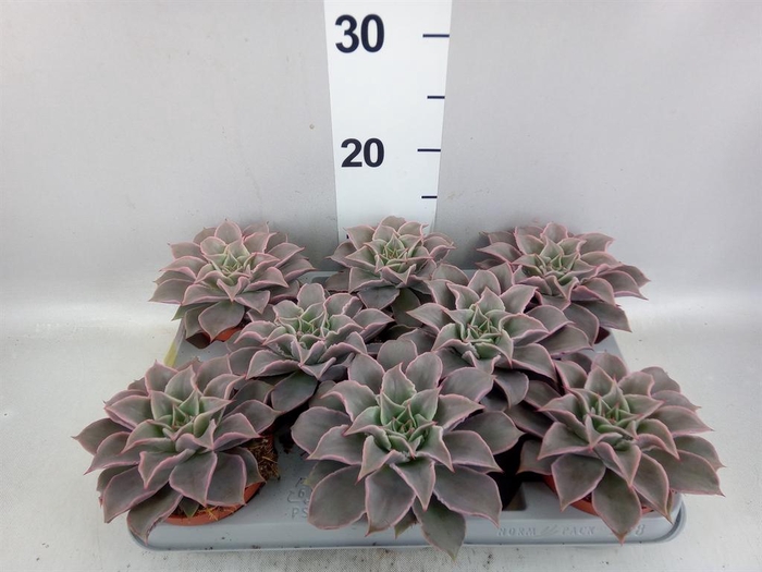 <h4>Echeveria   ...</h4>