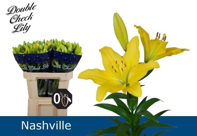 <h4>LI LA NASHVILLE</h4>