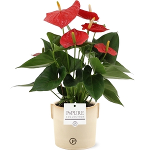 Anthurium Esudo in Pure Lauren ceramics