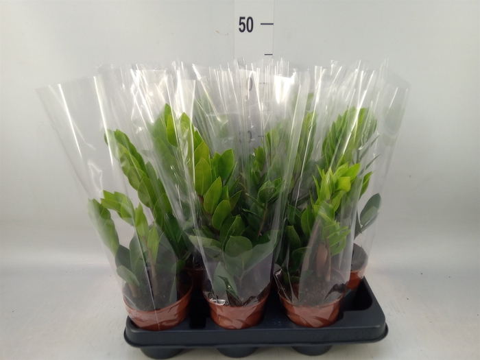 <h4>Zamioculcas zamiifolia</h4>